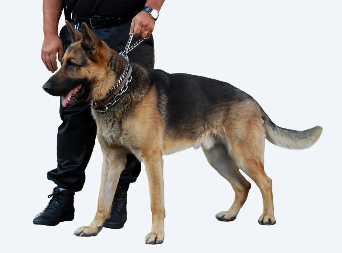 Maître-chien SecurJob et son chien